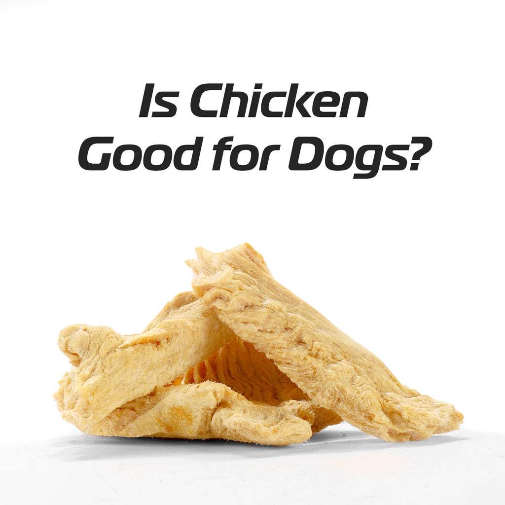 Is Chicken Breast Good for Dogs?